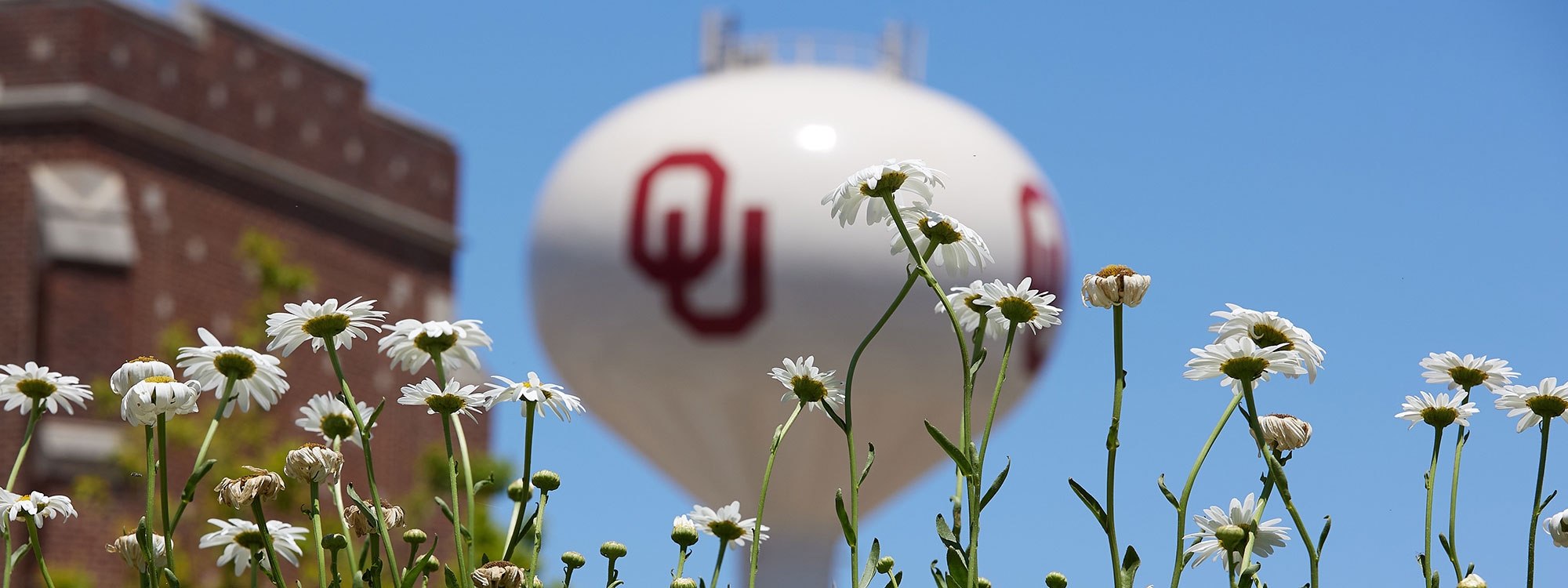 The OU water tower in the background, with white daisies in the foreground.