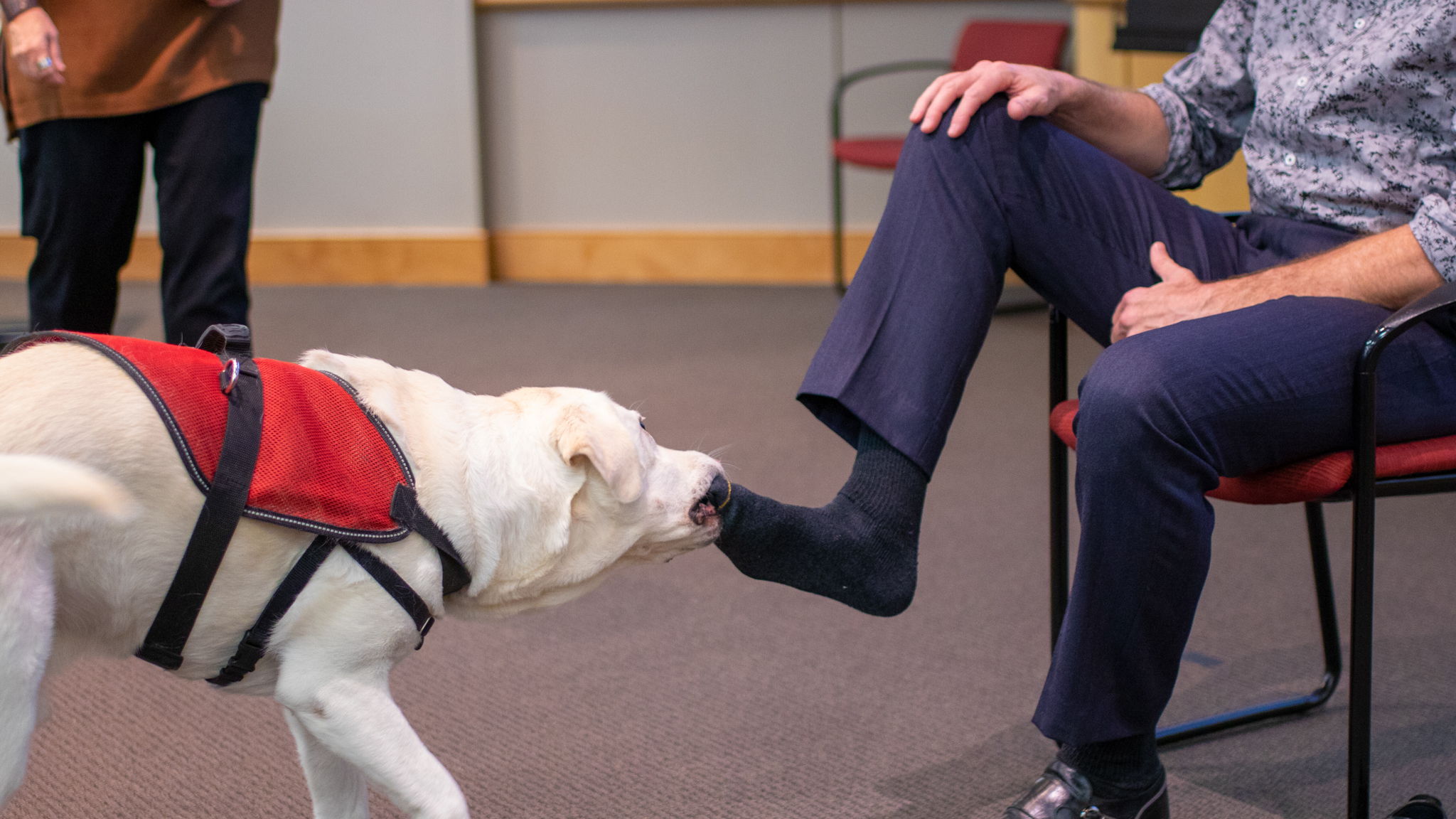 Professor Paws practicing occupational therapy