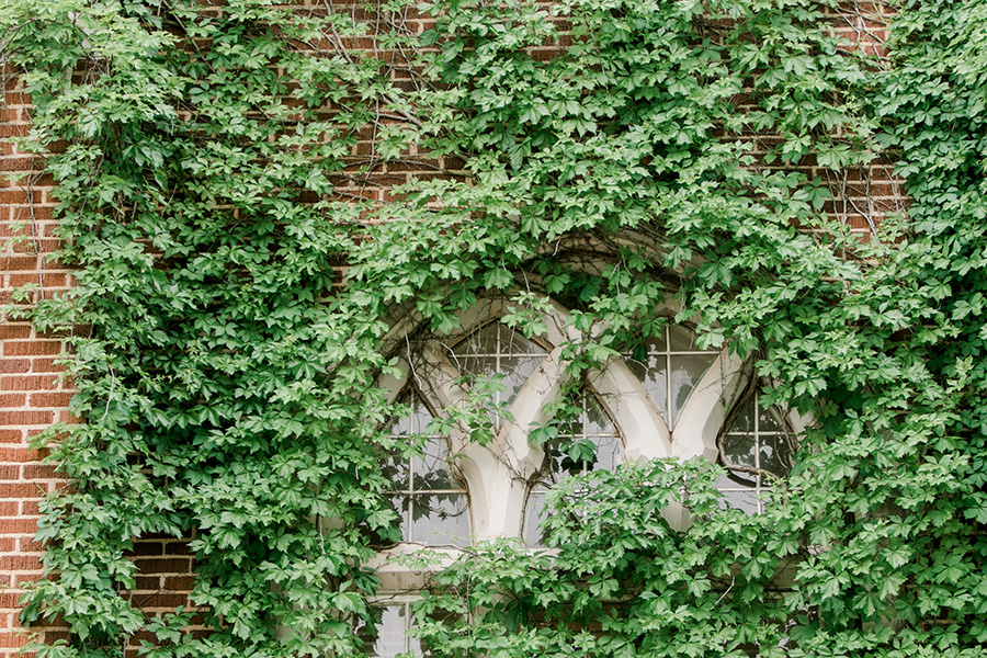 Vines outside of the Oklahoma Memorial Union.