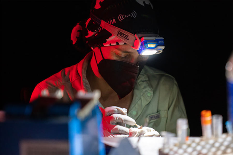 Vicente-Santos collecting samples from a bat model.