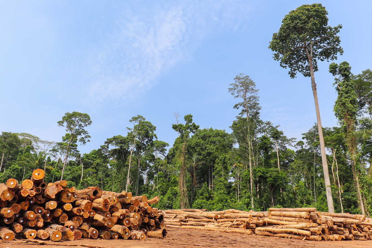 Brazilian Amazon Deforestation