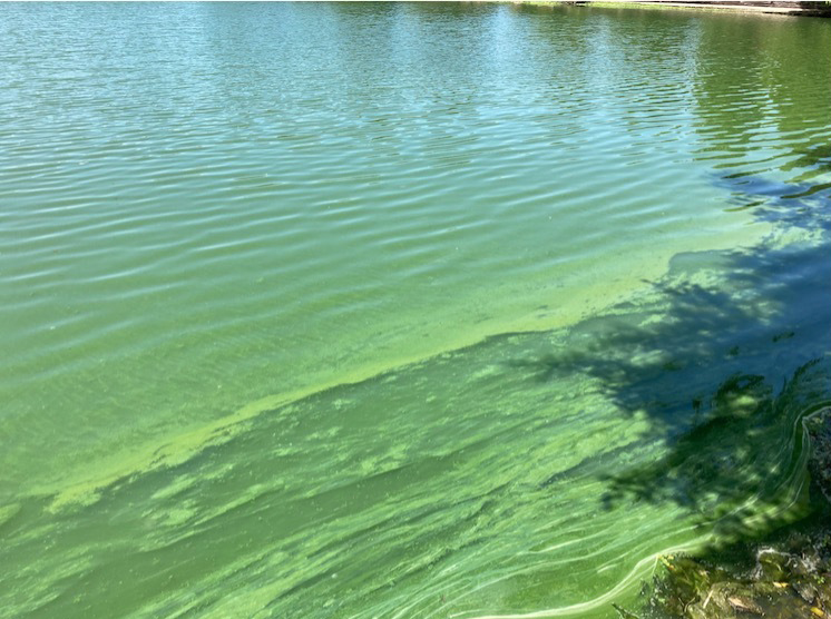 algae bloom