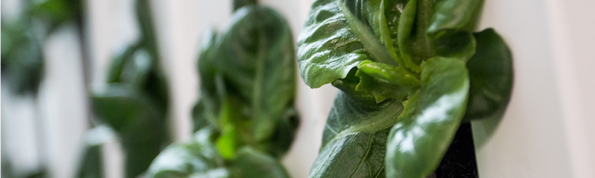 Close up of a healthy plant in a garden