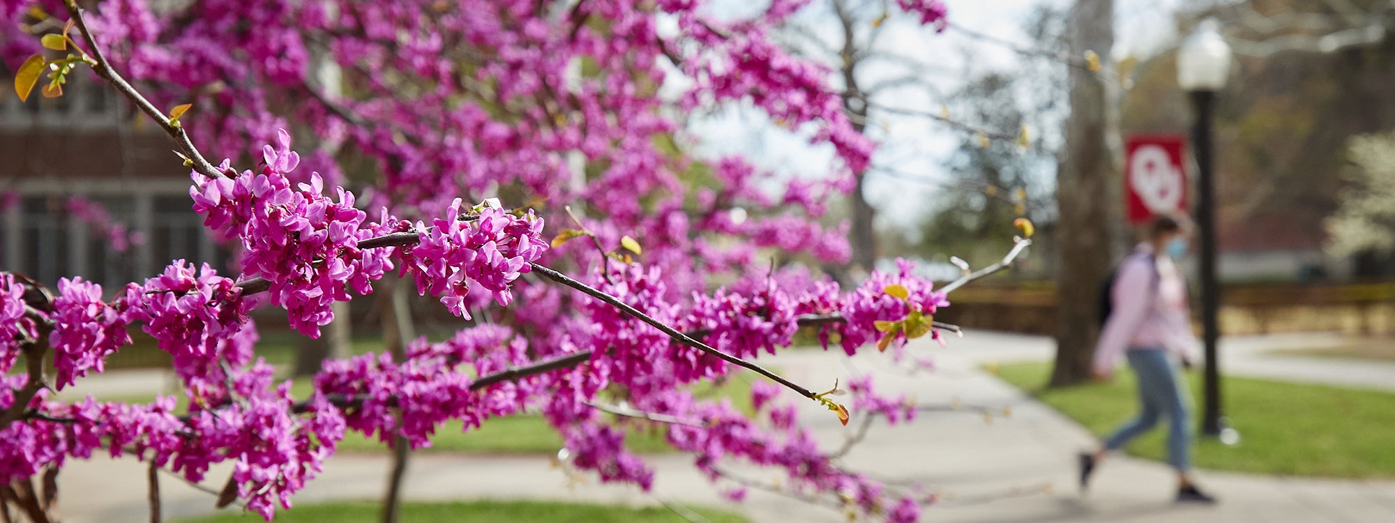 Trees blossoming on the University of Oklahoma Norman campus, with a student walking in the background and a lamppost with an OU flag.