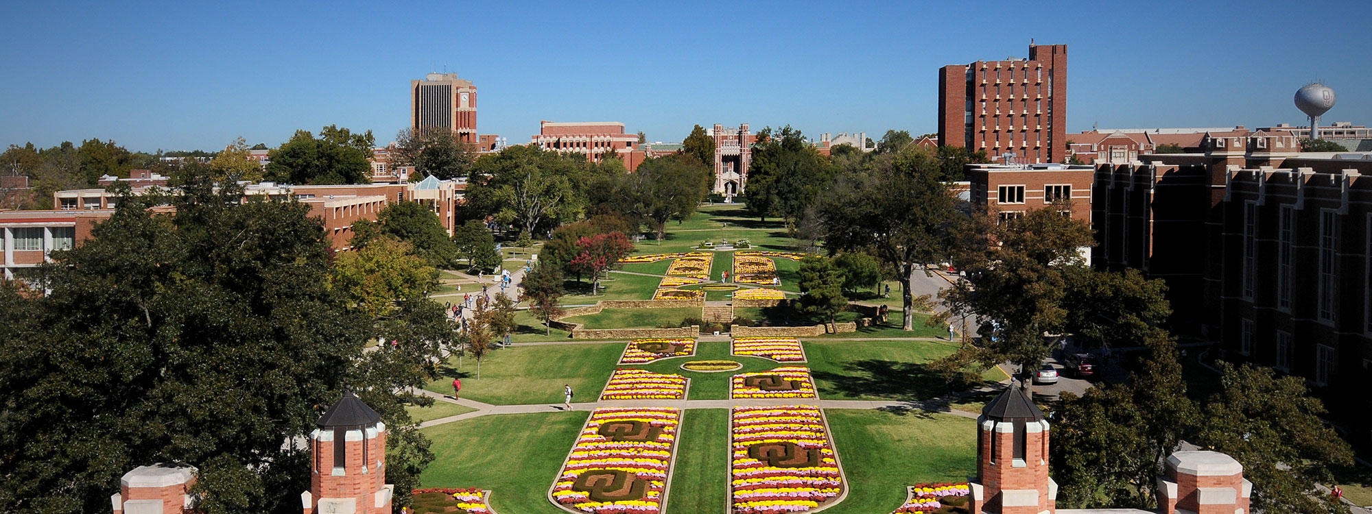 Pink flowers on campus