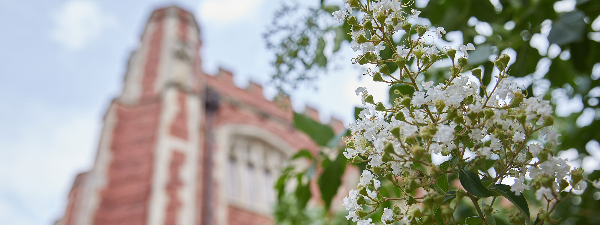 Trees and buildings on OU's campus in Norman, Oklahoma.