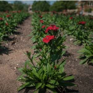 University of Oklahoma Campus