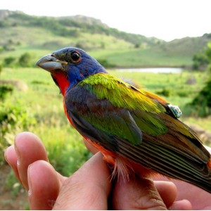 Painted Bunting