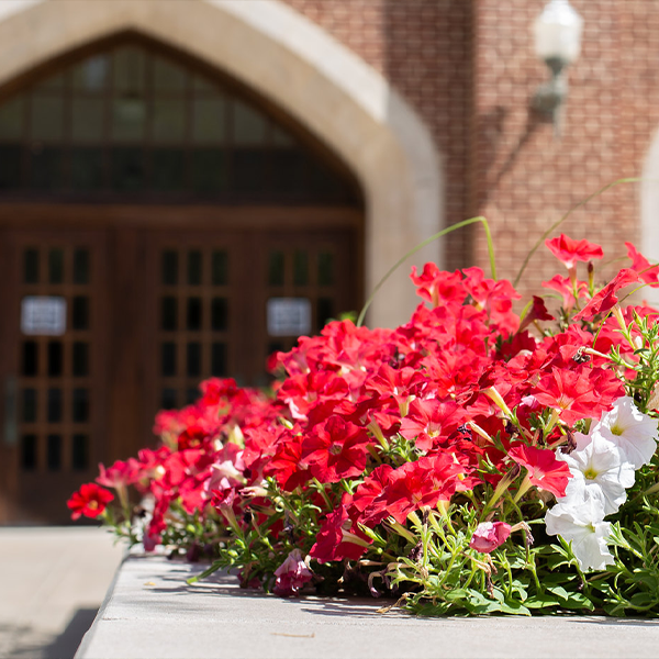 spring flowers on OU campus (decorative)